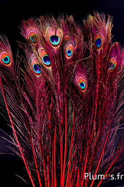 Paon bleu - 60-70  cm - rouge